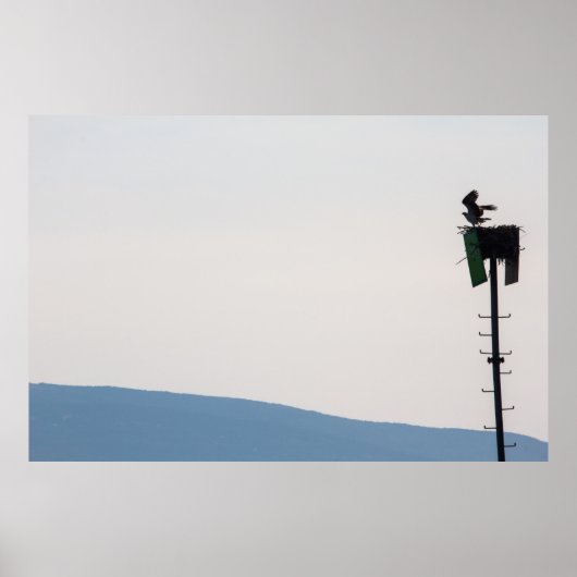 メイン州山砂漠島前のオスプレイ ポスター (正面)