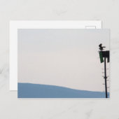 メイン州山砂漠島前のオスプレイ ポストカード (正面/裏面)