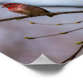 メイン州10 X 8アーカイブプリントの紫色のフィンチ ポスター (角)