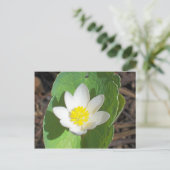 メイン春 ポストカード (スタンド正面)