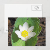 メイン春 ポストカード (正面/裏面)