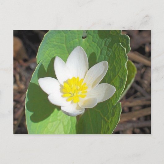 メイン春 ポストカード (正面)