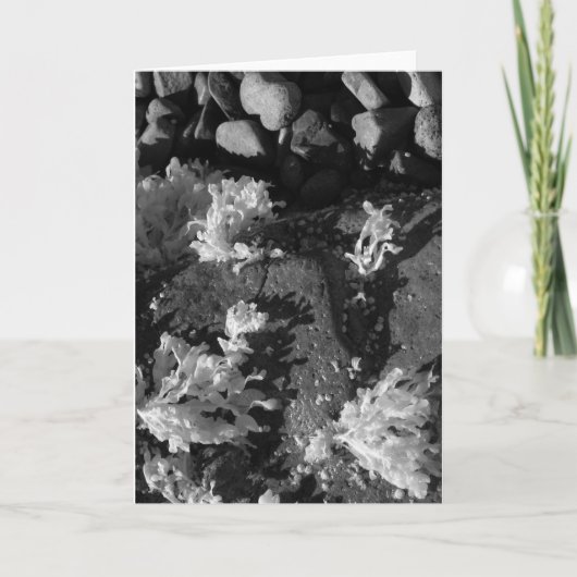 メイン潮流プール カード (正面)