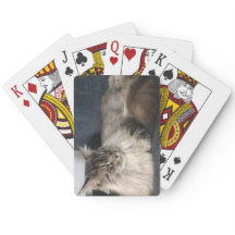 メイン·クーン·キャット