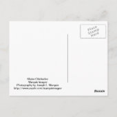 メイン《鳥》アメリカゴガラ ポストカード (裏面)