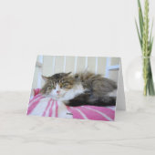 メイ恋しく思ンクーン猫カード カード (裏面)