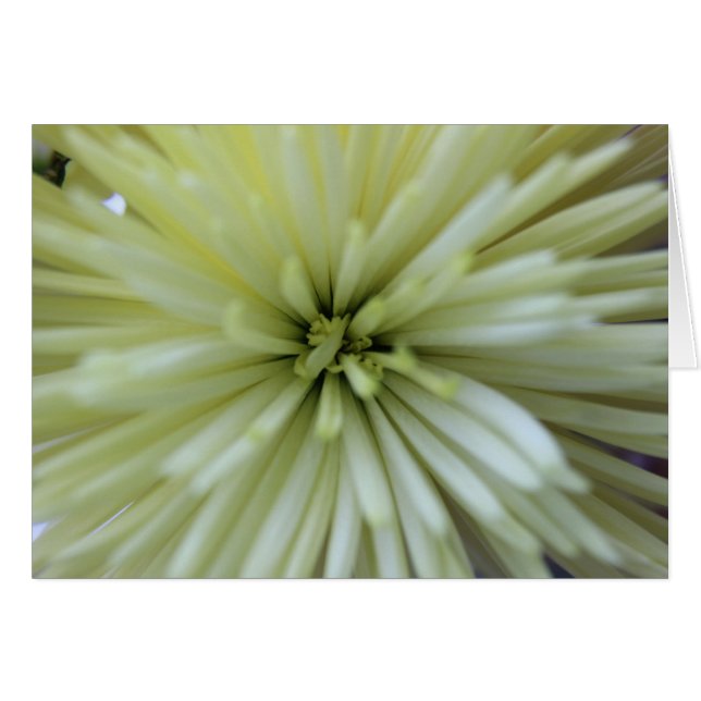 メイ花#2 (正面横)