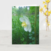 メイ・アップル・ブロッサム・カード カード (黄色い花)