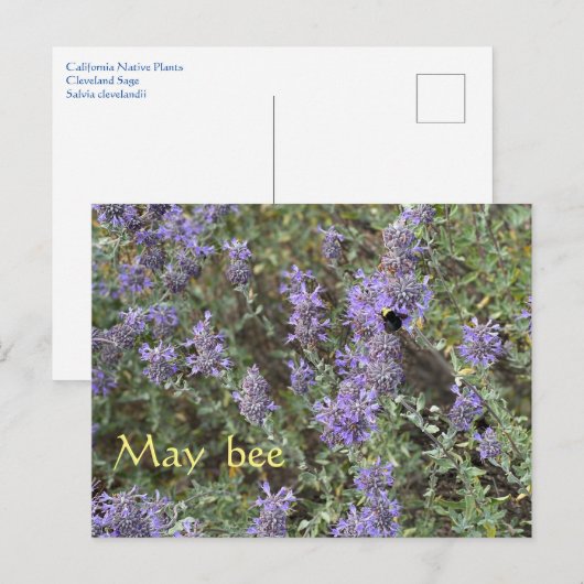 メイ・ビー ポストカード (正面/裏面)