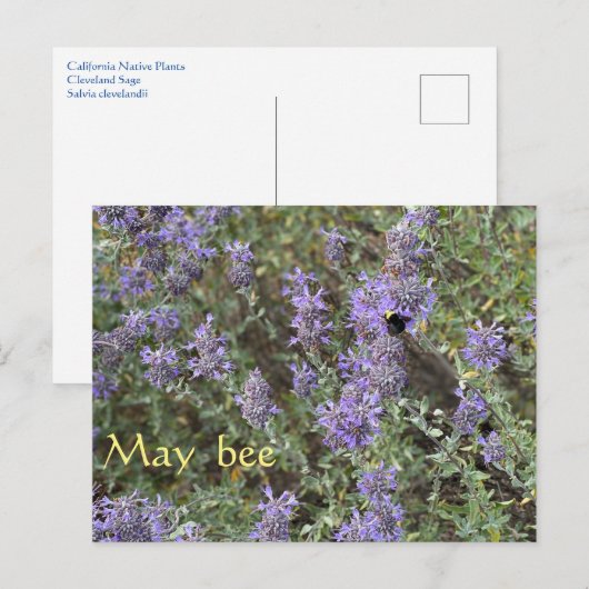 メイ・ビー ポストカード (正面/裏面)