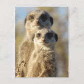 メエルカートのペア ポストカード (正面)