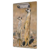 メエルカート（スリカタ・スリカッタ）センチネル，カラス クリップボード (左)