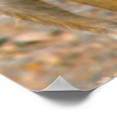 メエルカート(スリカタ・スリカッタ)センチネル,カラス ポスター (角)