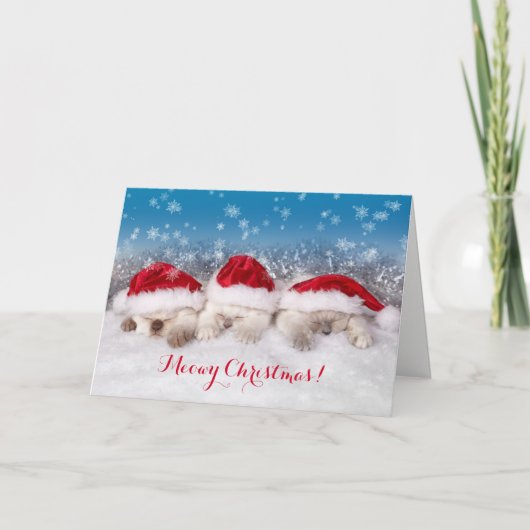 メオウィクリスマス眠っている子猫カード シーズンカード (正面)