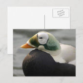 メガネカモ ポストカード (正面/裏面)