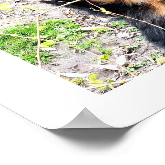 メガネクマ ポスター (角)