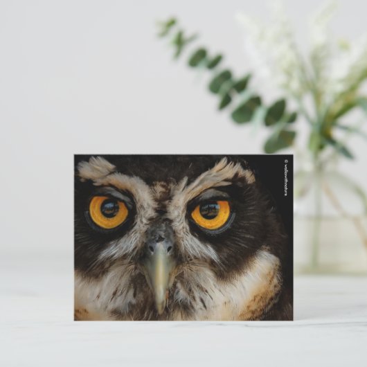 メガネフクロウの魅惑の黄金の目 ポストカード (スタンド正面)