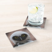 メガネフクロウ ガラスコースター (アングル)