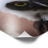 メガネフクロウ フォトプリント            (角)