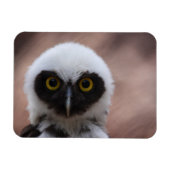 メガネフクロウ マグネット (横)