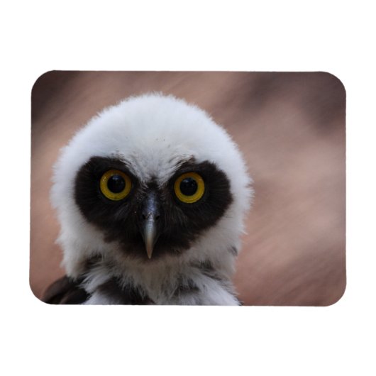 メガネフクロウ マグネット (横)