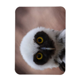 メガネフクロウ マグネット