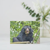 メガネベア – ポストカード (スタンド正面)