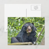 メガネベア – ポストカード (正面/裏面)