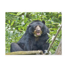 メガネベア – ポストカード