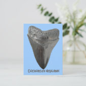 メガロドンの歯 ポストカード (スタンド正面)