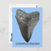 メガロドンの歯 ポストカード (正面/裏面)