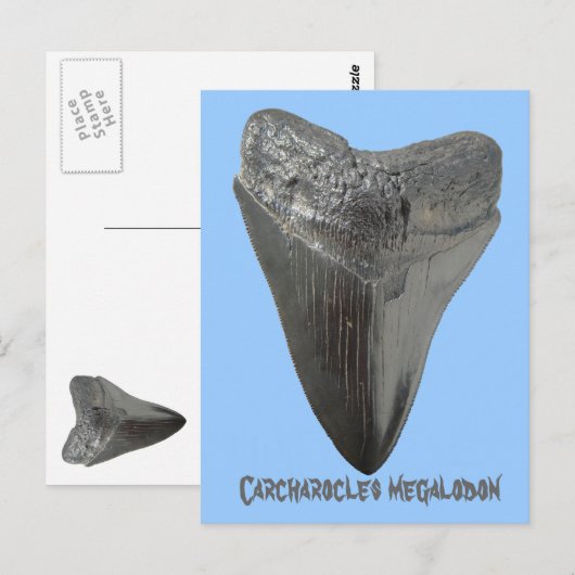 メガロドンの歯 ポストカード (正面/裏面)