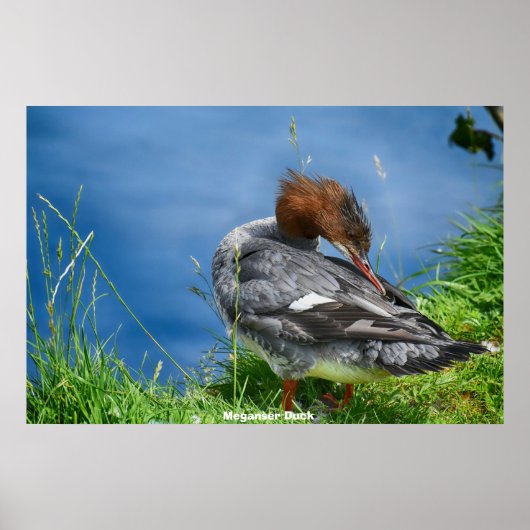 メガンザーダック ポスター (正面)