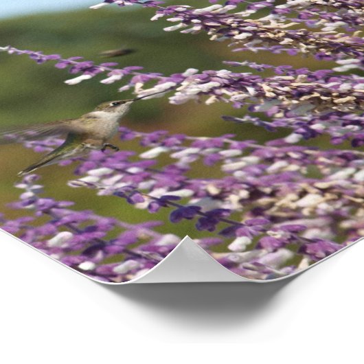 メキシカンのセージの植物のハミングバードが蜜を引く ポスター (角)