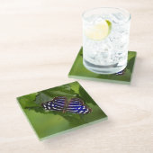 メキシカンアオイ ガラスコースター (アングル)