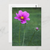 メキシカンアスター ポストカード (正面/裏面)