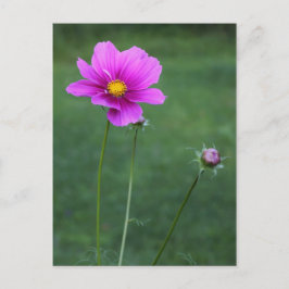 メキシカンアスター ポストカード