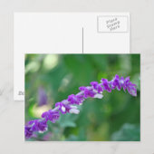 メキシカンセージ ポストカード (正面/裏面)