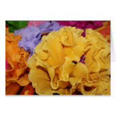 メキシカンフィエスタの花 (正面横)