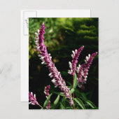 メキシカン・セージ ポストカード (正面/裏面)