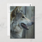 メキシコのオオカミのはがき ポストカード (正面/裏面)
