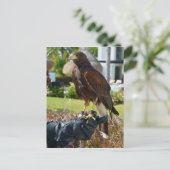 メキシコのカンクン、ファルコーナーのグローブにあるハリスのタカ ポストカード (スタンド正面)