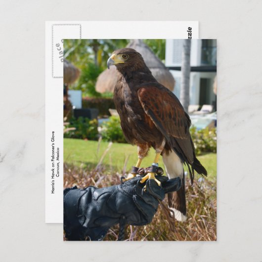 メキシコのカンクン、ファルコーナーのグローブにあるハリスのタカ ポストカード (正面/裏面)