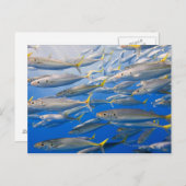 メキシコのコルテス海レインボランナーズスクール ポストカード (正面/裏面)