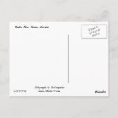 メキシコのサンセットセイル ポストカード (裏面)