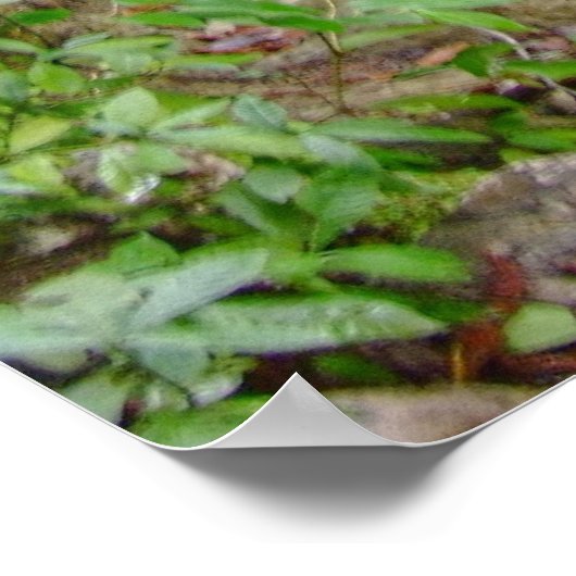 メキシコのサン・ルイス・ポトシのリオ・メシロスのポスター ポスター (角)