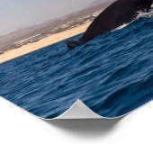 メキシコのザトウクジラ ポスター (角)