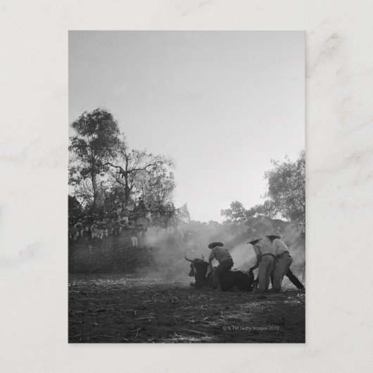 メキシコのシャルロス・ブルファイターズのグループが展開する ポストカード (正面)