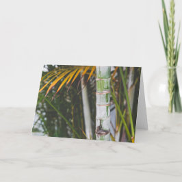 メキシコのタケ カード