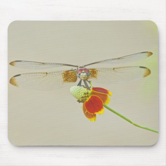 メキシコのチェック柄のSetwing (Dythemis fugax) マウスパッド (正面)